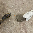 Moth: Lymantria dispar