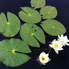 Pygmy water lily