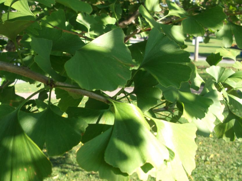 Ginkgo