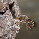 Mayan bee