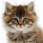 Talking Cat. Dances and Purrs. mobile app icon