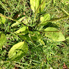 Common plantain