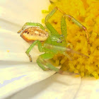 Pink Flower Spider