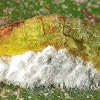 Metalmark / Caterpillar infested by wasp
