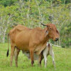 Cebu Cow