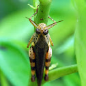 Grasshopper