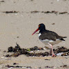 Ostraceiro (Oystercatcher)