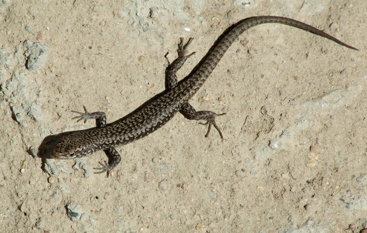 Spotted skink