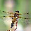 Four-spotted Chaser