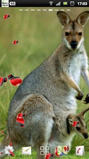 Lastest kangaroo live wallpaper APK