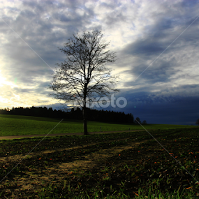 Field in Sunshine by Sarah Kriegler - Landscapes Prairies, Meadows & Fields