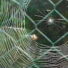 Spider web of a Spiny orb-weaver