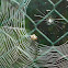 Spider web of a Spiny orb-weaver