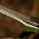 Northern Tree Snake