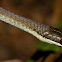 Northern Tree Snake