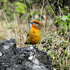 Hepatic tanager (Young male)