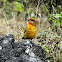 Hepatic tanager (Young male)