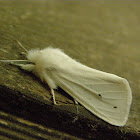 virginia tiger moth