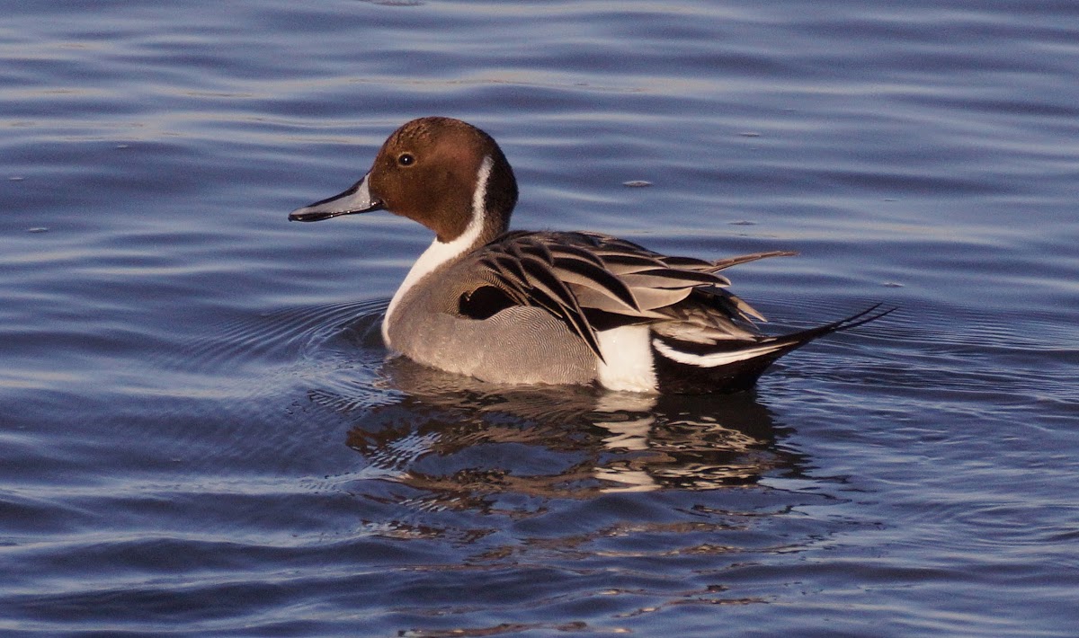 Northern Pintail Duck