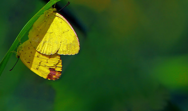Common Grass Yellow | Project Noah