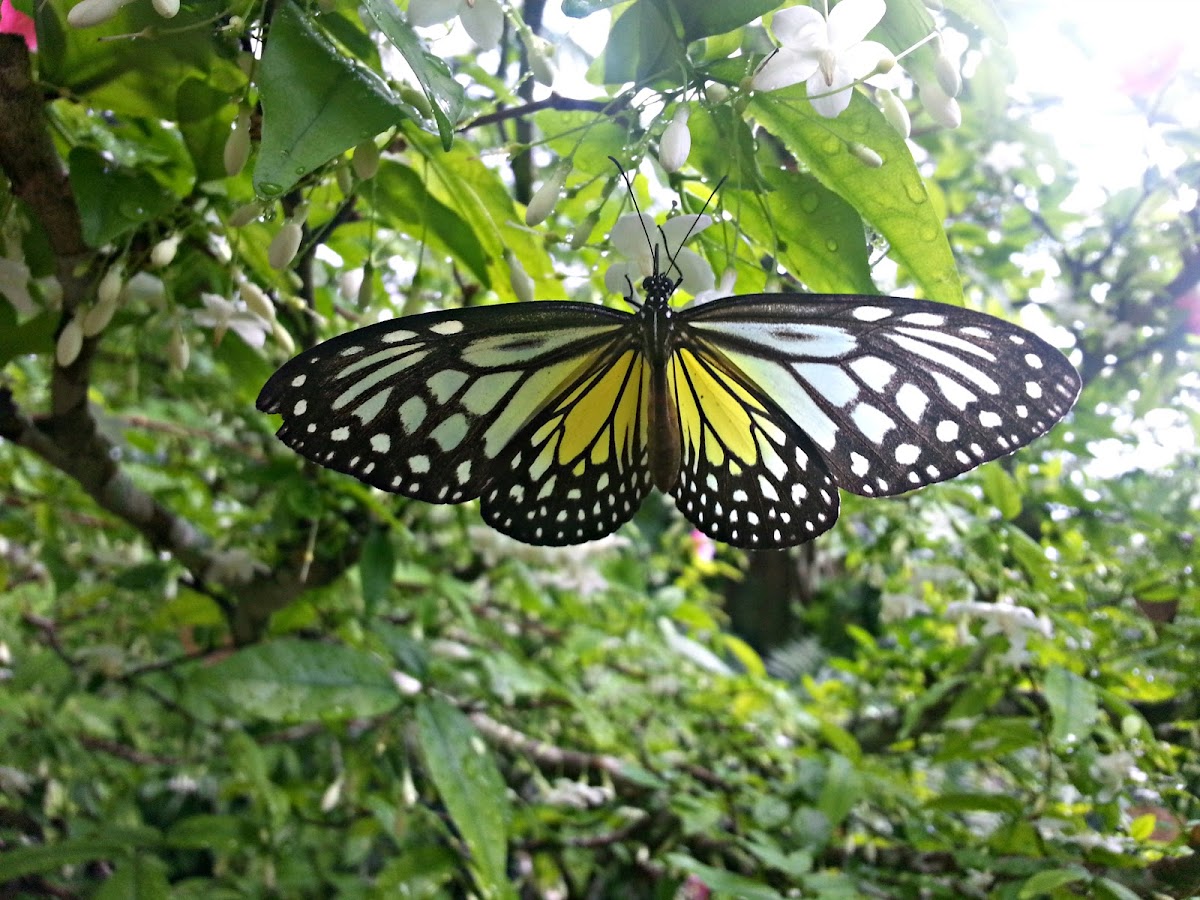 Yellow Glassy Tiger Butterfly