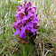 Northern marsh orchid