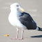 Western Gull