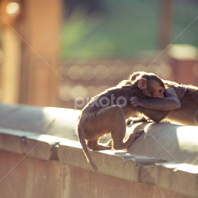 Brother in arms by Adityendra Solanki - Animals Other Mammals