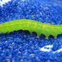 Caterpillar