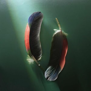 Feathers Wallpapers.apk 2.0.0