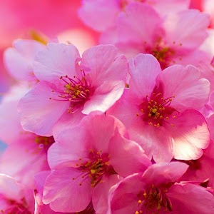 Spring Day Atom theme.apk 1.0