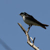Tree swallow