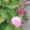 Hydrangea