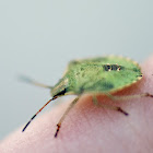 Southern green stink bug (late instar nymph)