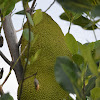 Breadfruit (yaca)