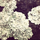 Foliose lichen