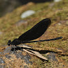River Dragonfly