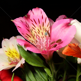 Fill-ins by Brian Robinson - Flowers Flower Arangements
