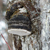 Horse's Hoof Polypore