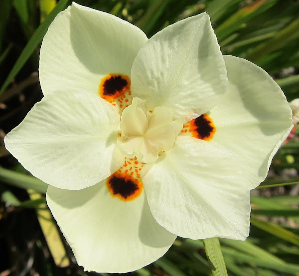 Yellow African Iris Project Noah