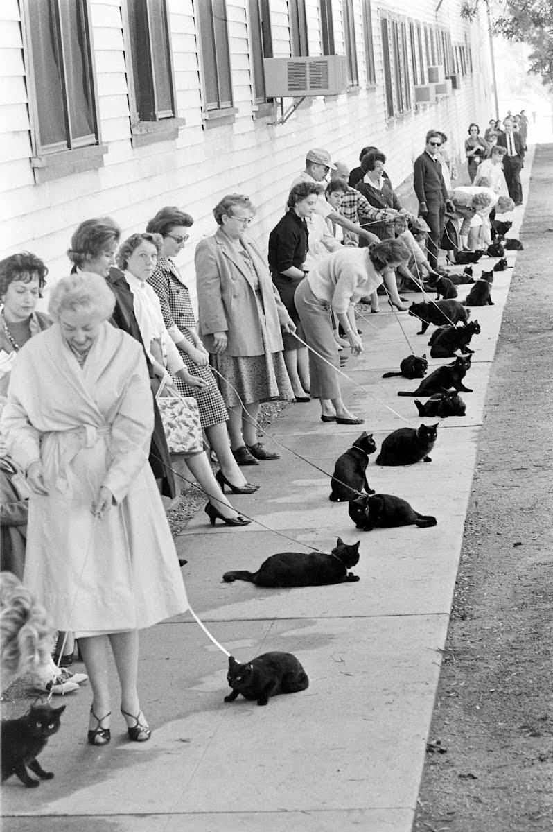 Felines on Film: The Black Cat Auditions — Google Arts &amp; Culture