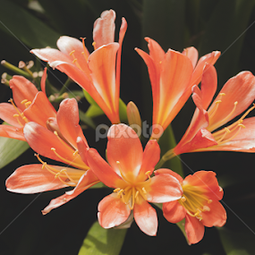 Blooming by Anthony Papa - Nature Up Close Gardens & Produce