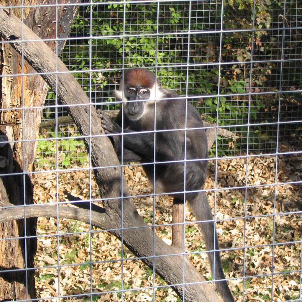 Red-Capped Mangabey