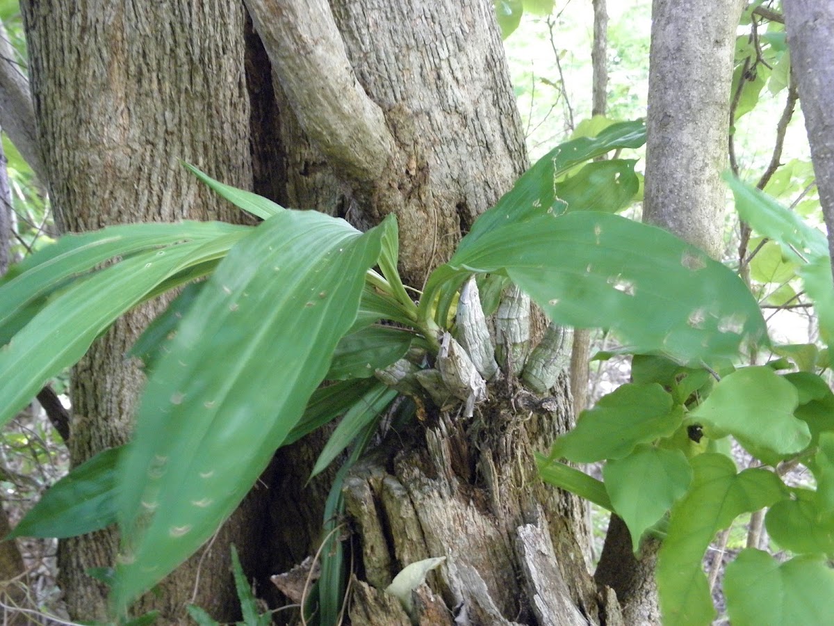 orchid (Nicaragua)