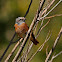 Colirrojo real (Common Redstart)