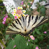 Mariposa Iphiclides podalirius