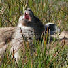 Eastern Grey Kangaroo (yawning joey)