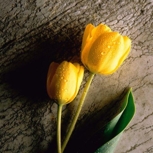 Tulips Free Live Wallpaper