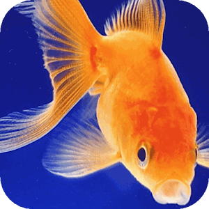 Goldfish LOGO-APP點子