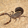 fat-tailed scorpion